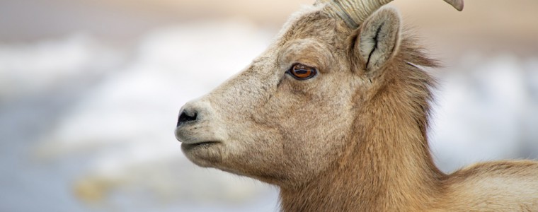A photo of a beautiful young bighorn sheep.